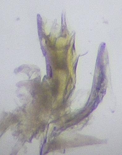 Réf. 273 260 : Leptoiulus kervillei